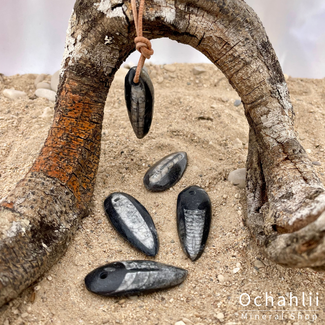 Pendentif percé Orthocères 