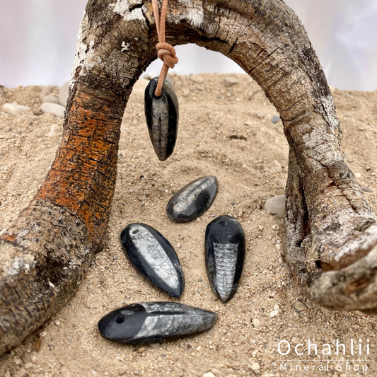 Pendentif percé Orthocères 