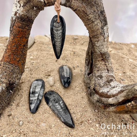 Pendentif percé Orthocères 