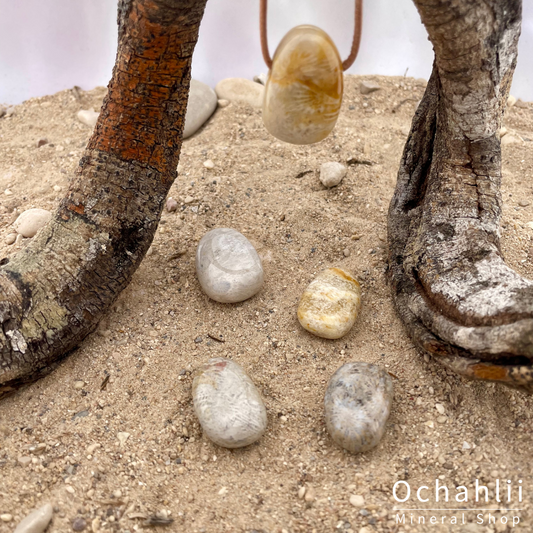 Pendentif percé Corail Pétrifié